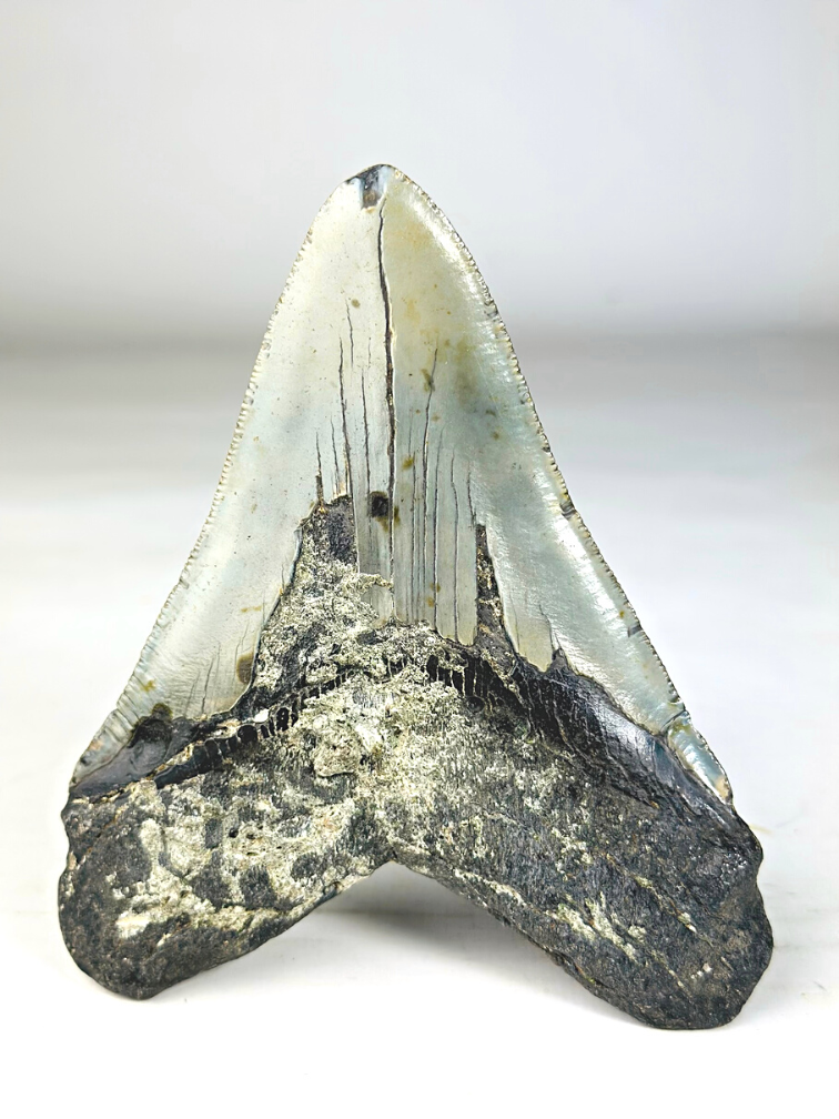 A grade - Dente di Megalodon ''Paladin's Resolve'' (USA) - 13,4 cm