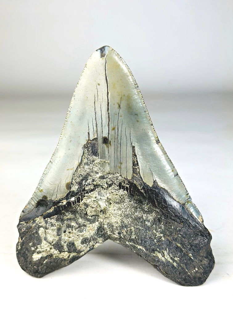 A grade - Megalodon-Zahn ''Paladin's Resolve'' (USA) - 13,4 cm