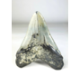 A grade - Dent de mégalodon ''Paladin's Artifact'' (USA) - 13,4 cm