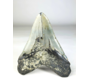 A grade - Dente di Megalodon ''Paladin's Resolve'' (USA) - 13,4 cm