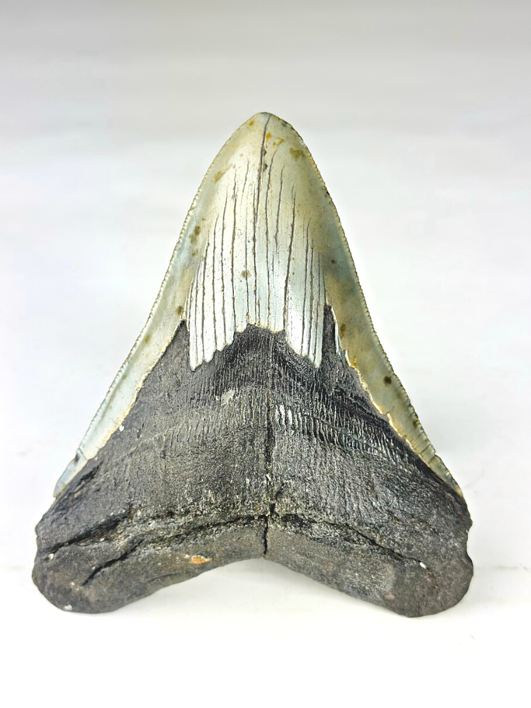 A grade - Dent de mégalodon ''Paladin's Resolve'' (USA) - 13,4 cm