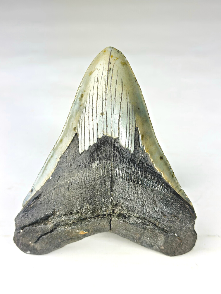 A grade - Dente di Megalodon ''Paladin's Resolve'' (USA) - 13,4 cm