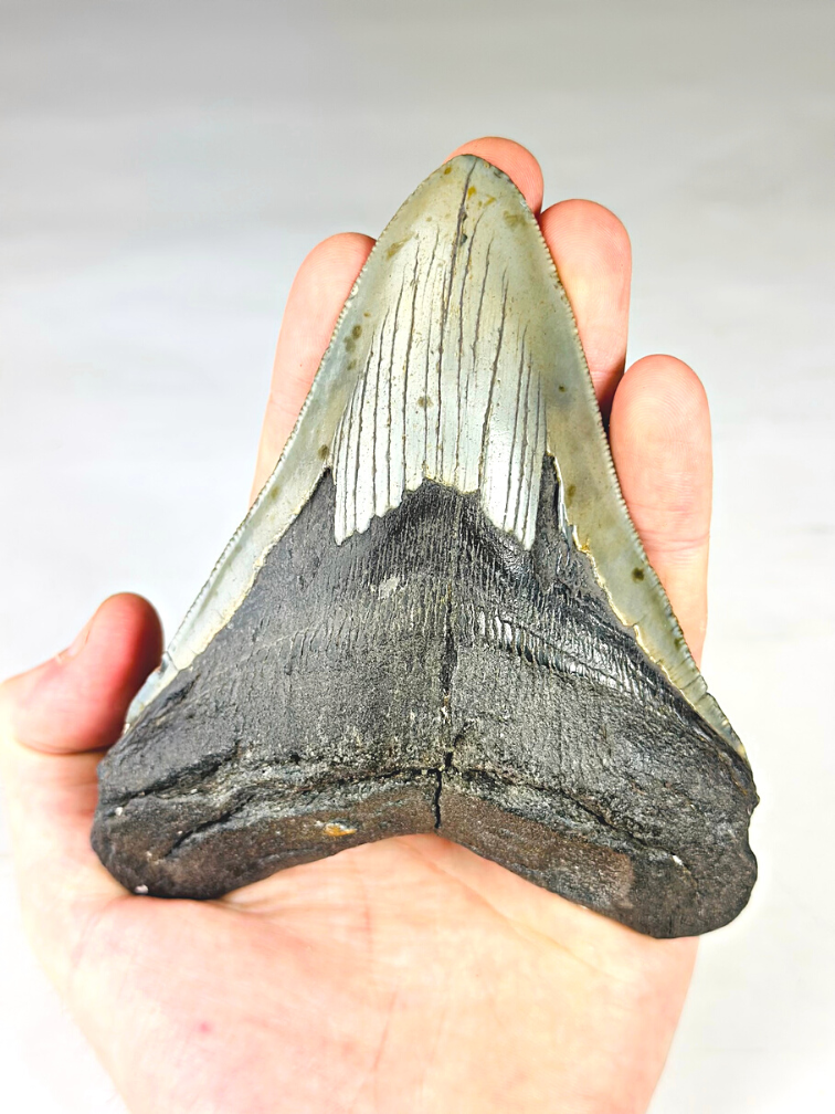 A grade - Dent de mégalodon ''Paladin's Artifact'' (USA) - 13,4 cm