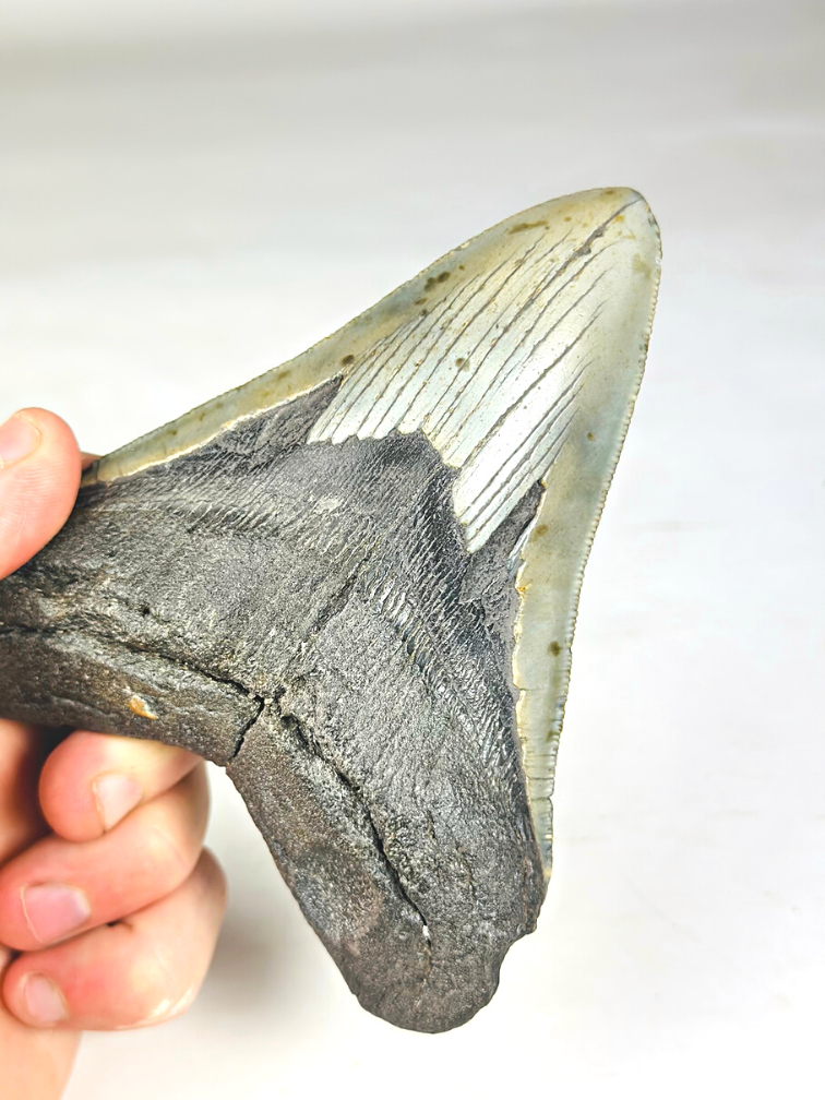 A grade - Megalodon tooth ''Paladin's Resolve'' (USA) - 13,4 cm