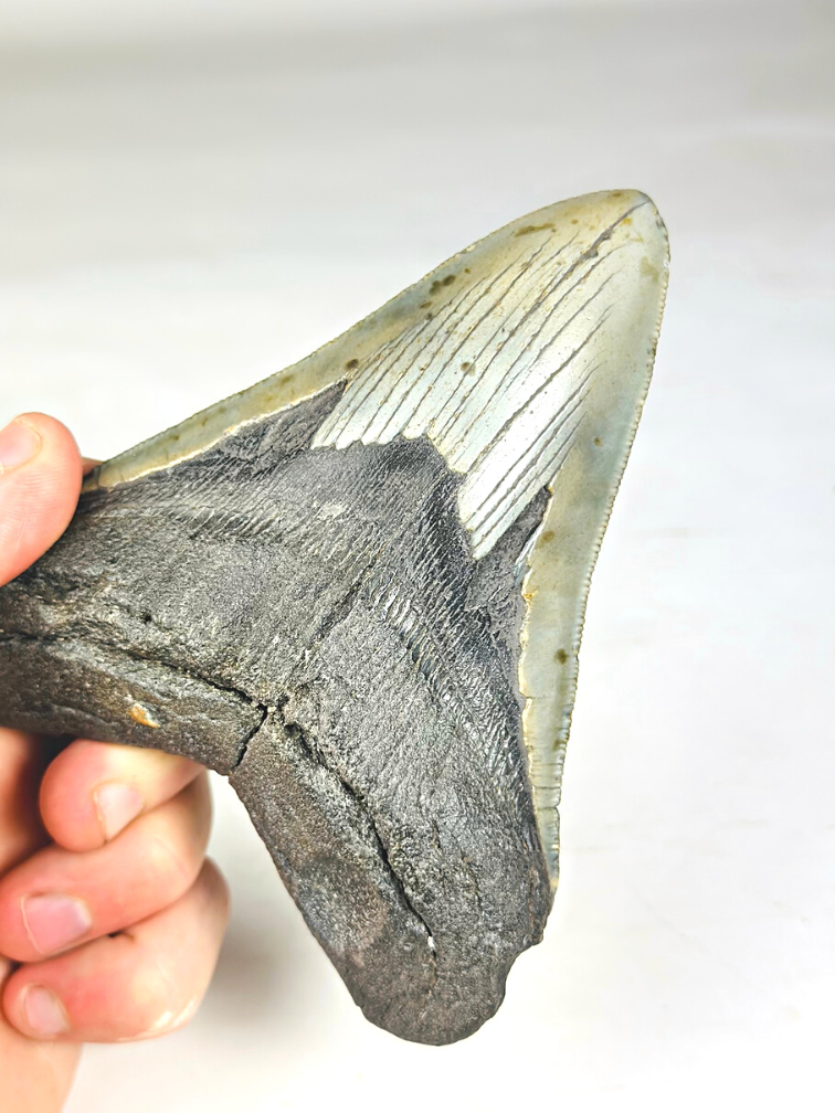 A grade - Megalodon-Zahn ''Paladin's Artifact'' (USA) - 13,4 cm