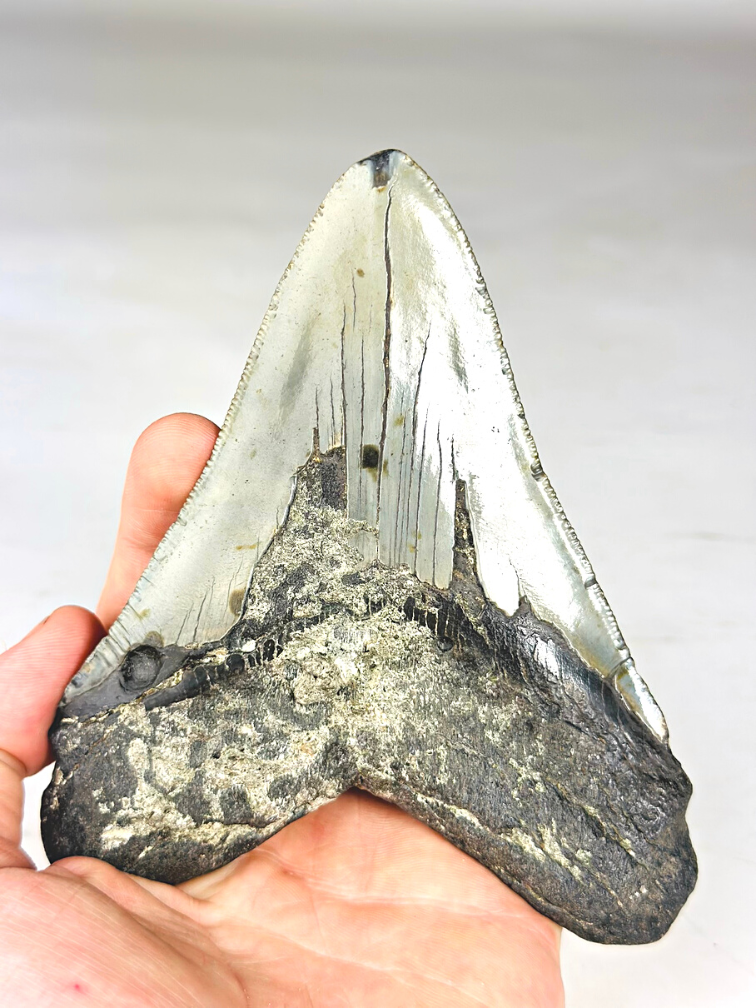 A grade - Megalodon tand ''Paladin's Resolve'' (VS) - 13,4 cm