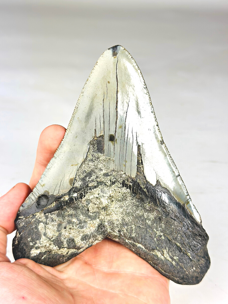 A grade - Megalodon tooth ''Paladin's Resolve'' (USA) - 13,4 cm