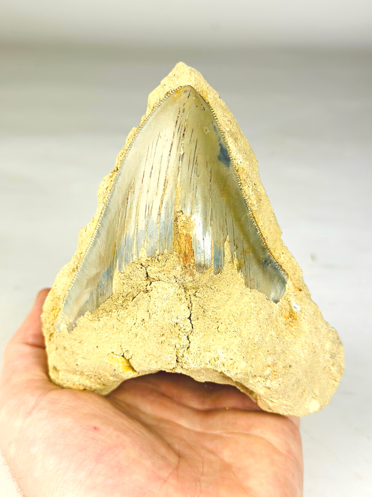 In Matrix - Megalodon Tooth "Primal Power" (Indonesia) - 12,6 cm