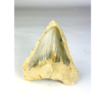 In Matrix - Megalodon Tand "Primal Power" (Indonesië) - 12,6 cm