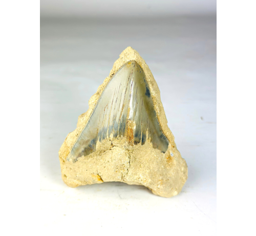 In Matrix - Megalodon-Zahn "Primal Power" (Indonesien) - 12,6 cm