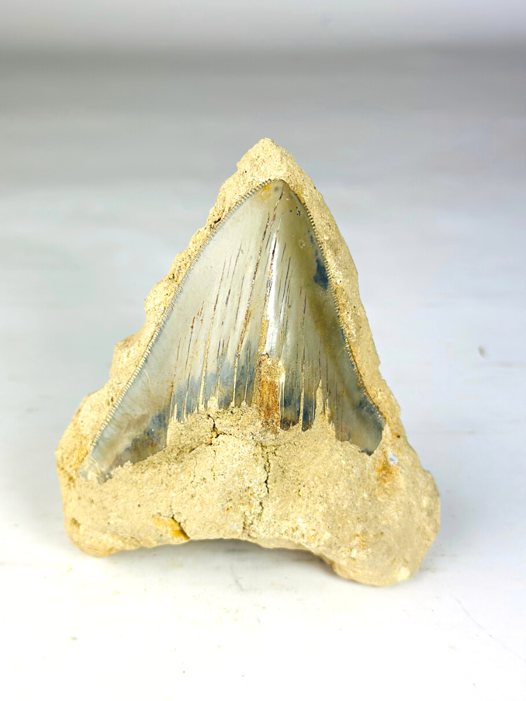 In Matrix - Megalodon Tooth "Primal Power" (Indonesia) - 12,6 cm