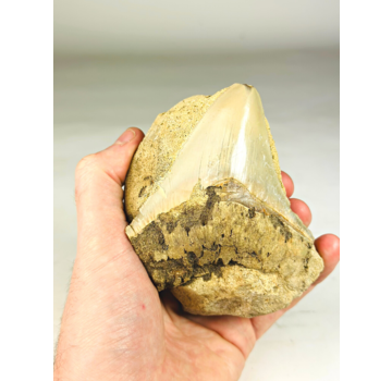 In Matrix - Megalodon Tooth "Primal Instinct" (Indonesia) - 9,6 cm