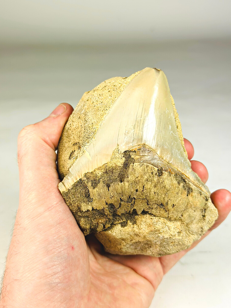 In Matrix - Megalodon Tooth "Primal Instinct" (Indonesia) - 9,6 cm