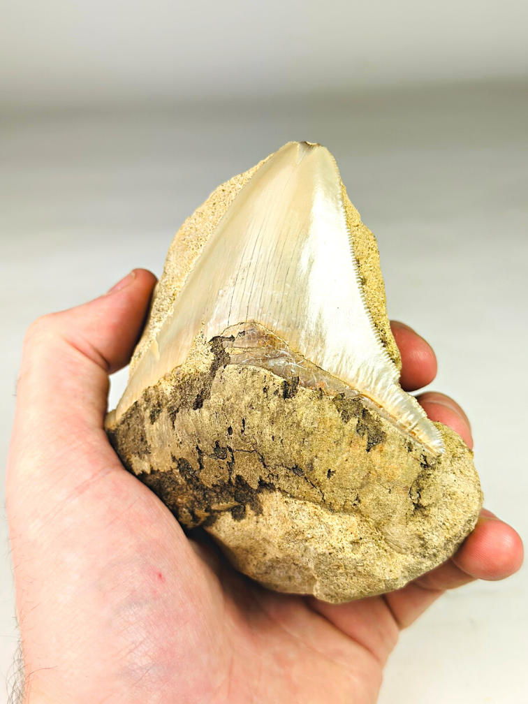 In Matrix - Dente di megalodonte "Primal Instinct" (Indonesia) - 9,6 cm