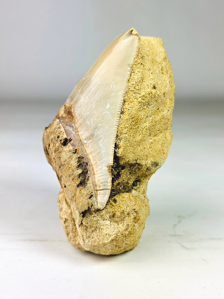 In Matrix - Dente di megalodonte "Primal Instinct" (Indonesia) - 9,6 cm