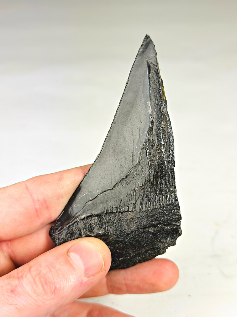 Dent de mégalodon ''Primordial Weapon'' (USA) - 12,6 cm - dent de Megalodon cassée