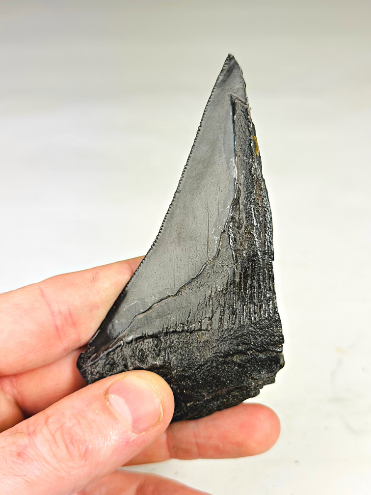 Dente di Megalodon ''Primordial Weapon'' (USA) - 12,6 cm - dente di Megalodon rotto