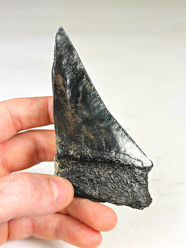 Diente de Megalodon ''Primordial Weapon'' (USA) - 12,6 cm - diente de Megalodon roto