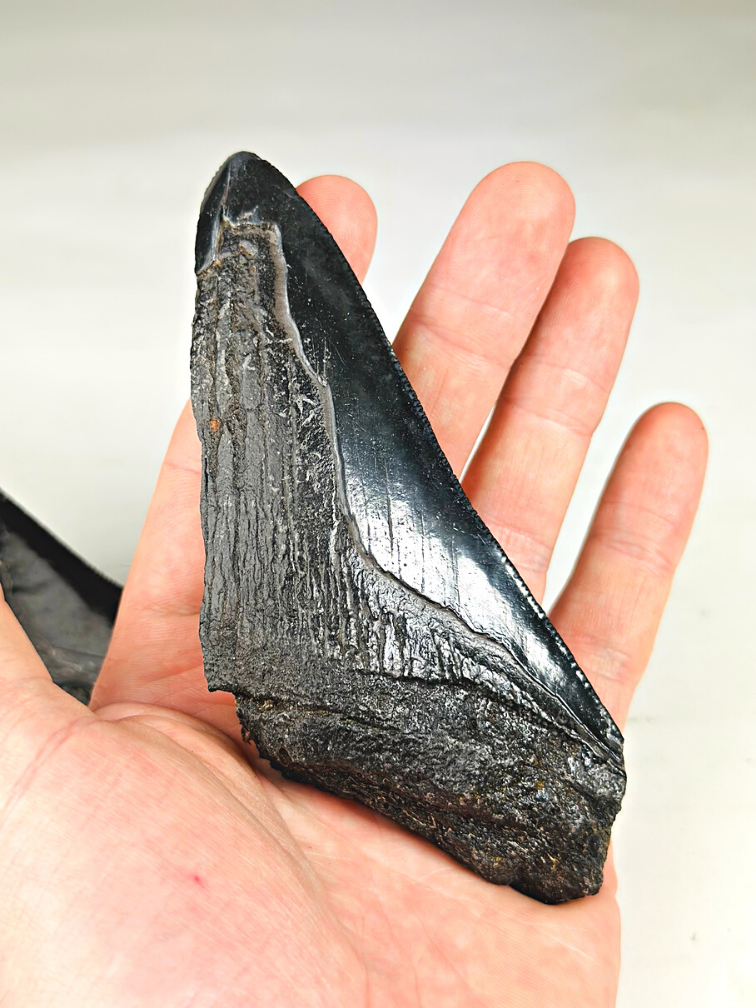 Megalodon tooth ''Primordial Weapon'' (USA) - 12,6 cm - broken Megalodon tooth