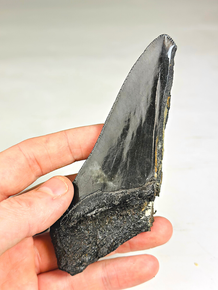 Diente de Megalodon ''Primordial Weapon'' (USA) - 12,6 cm - diente de Megalodon roto