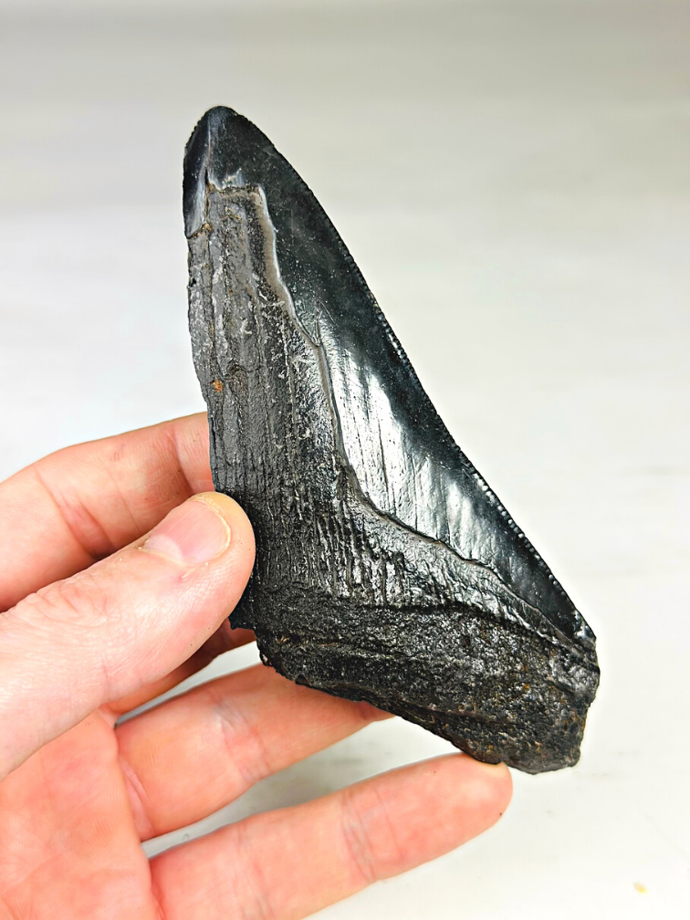 Diente de Megalodon ''Primordial Weapon'' (USA) - 12,6 cm - diente de Megalodon roto