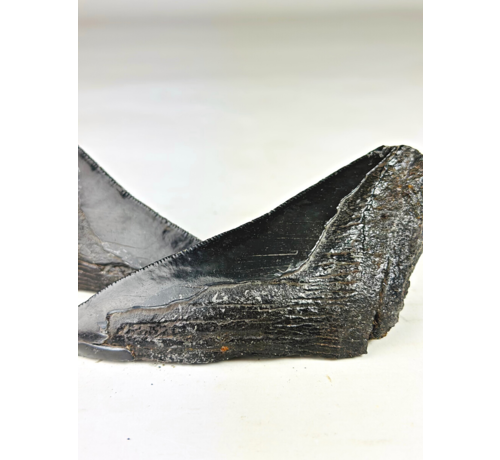 Diente de Megalodon ''Primordial Weapon'' (USA) - 12,6 cm - diente de Megalodon roto