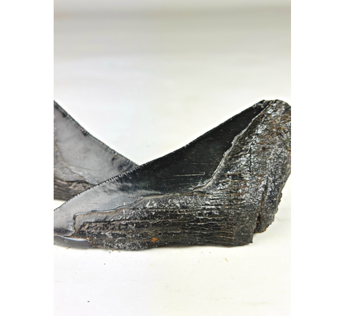 Megalodon tooth ''Primordial Weapon'' (USA) - 12,6 cm - broken Megalodon tooth