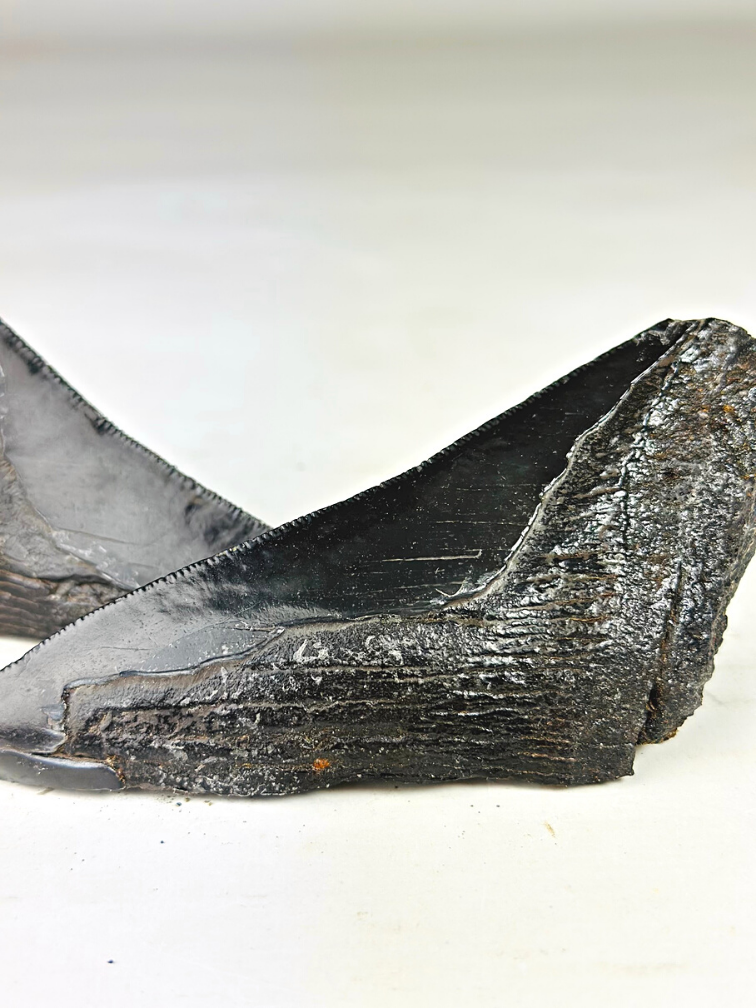 Diente de Megalodon ''Primordial Weapon'' (USA) - 12,6 cm - diente de Megalodon roto