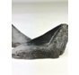 Megalodon tooth ''Primordial Weapon'' (USA) - 12,6 cm - broken Megalodon tooth