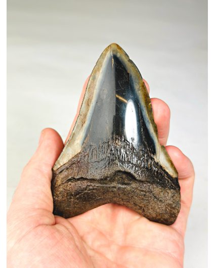 Dente di megalodonte lucidato "Corruzione crescente" (USA) - 10,1 cm