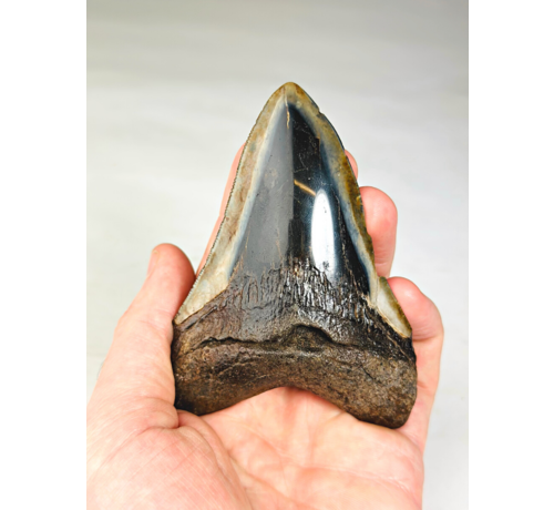 Polished megalodon tooth "Growing Corruption" (US) - 10.1 cm
