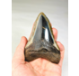 Polished megalodon tooth "Growing Corruption" (US) - 10.1 cm