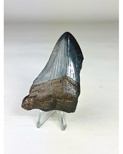 Megalodon tooth ''The Nightfall'' (USA) -  7,6 cm