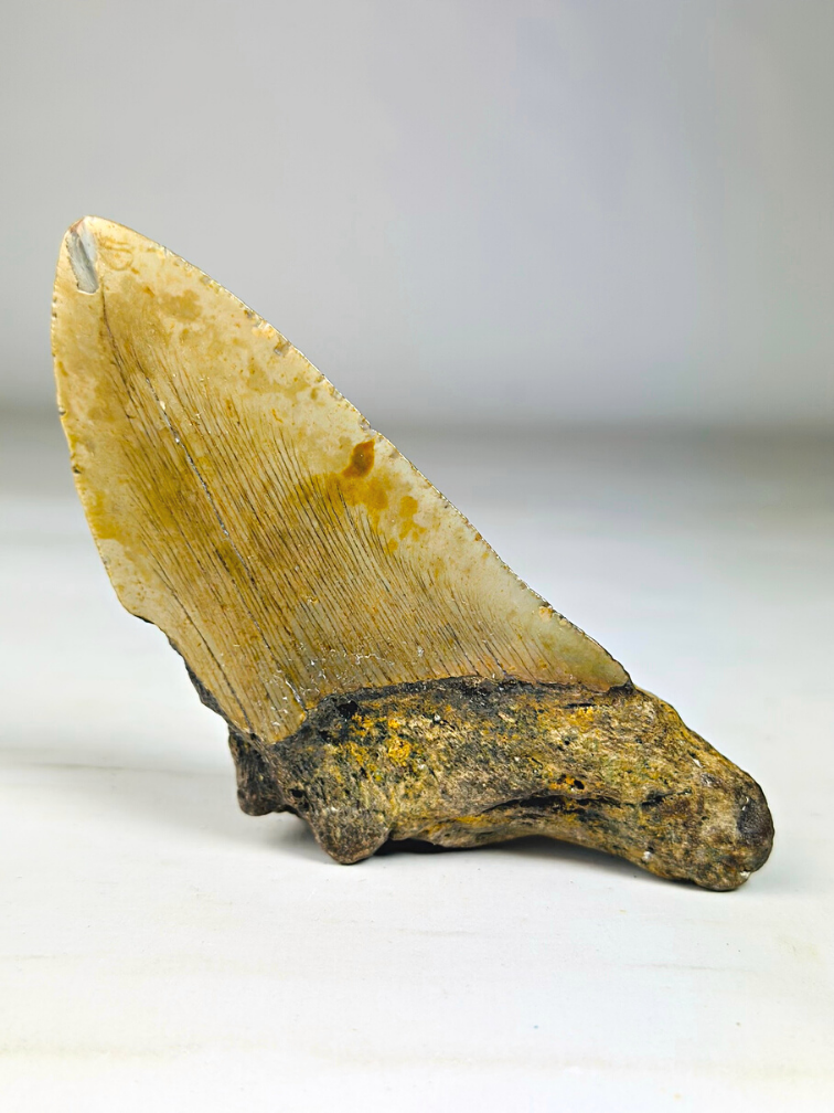 Megalodon tooth ''Legendary Spear'' (USA) -  11.9 cm