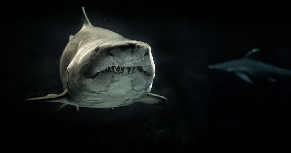 Hoe wordt de leeftijd van een uitgestorven Megalodon beslist?