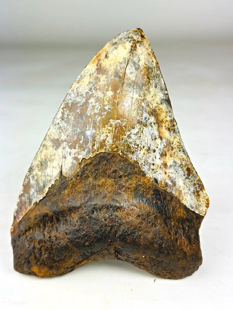 Megalodon Tand "Phosphorus Serpent" (Indonesië) - 13,6 cm