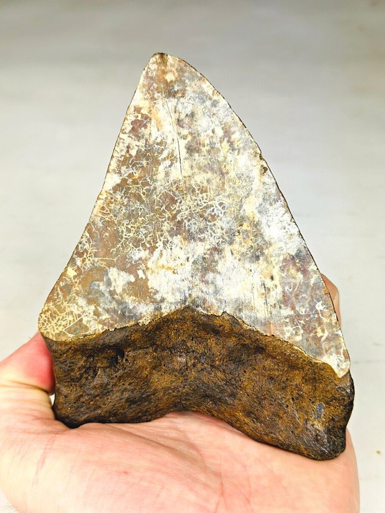 Megalodon Tooth "Phosphorus Serpent" (Indonesia) - 13.6 cm