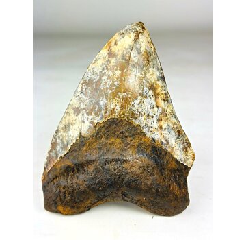 Megalodon Tooth "Phosphorus Serpent" (Indonesia) - 13.6 cm