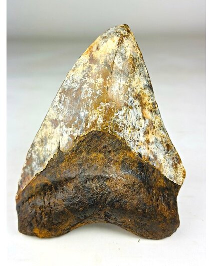 Megalodon Tooth "Phosphorus Serpent" (Indonesia) - 13.6 cm