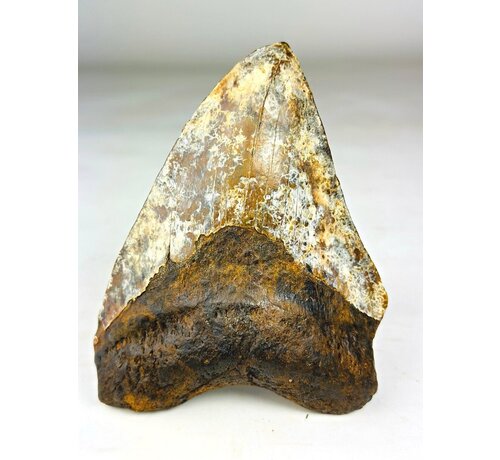 Megalodon Tooth "Phosphorus Serpent" (Indonesia) - 13.6 cm