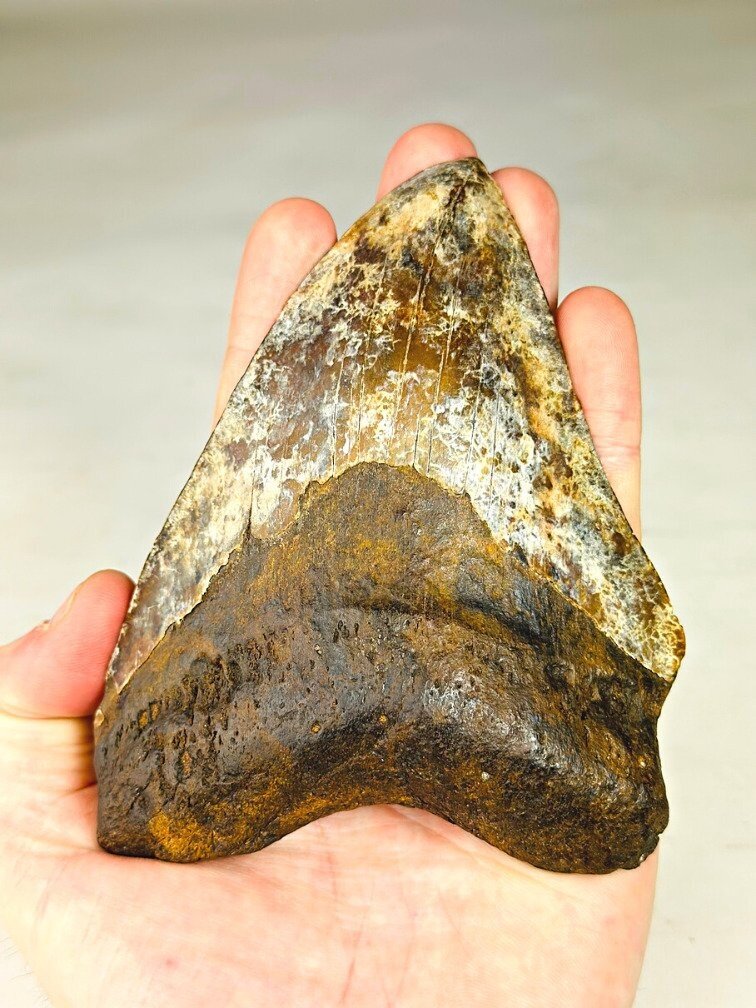 Megalodon Tand "Phosphorus Serpent" (Indonesië) - 13,6 cm