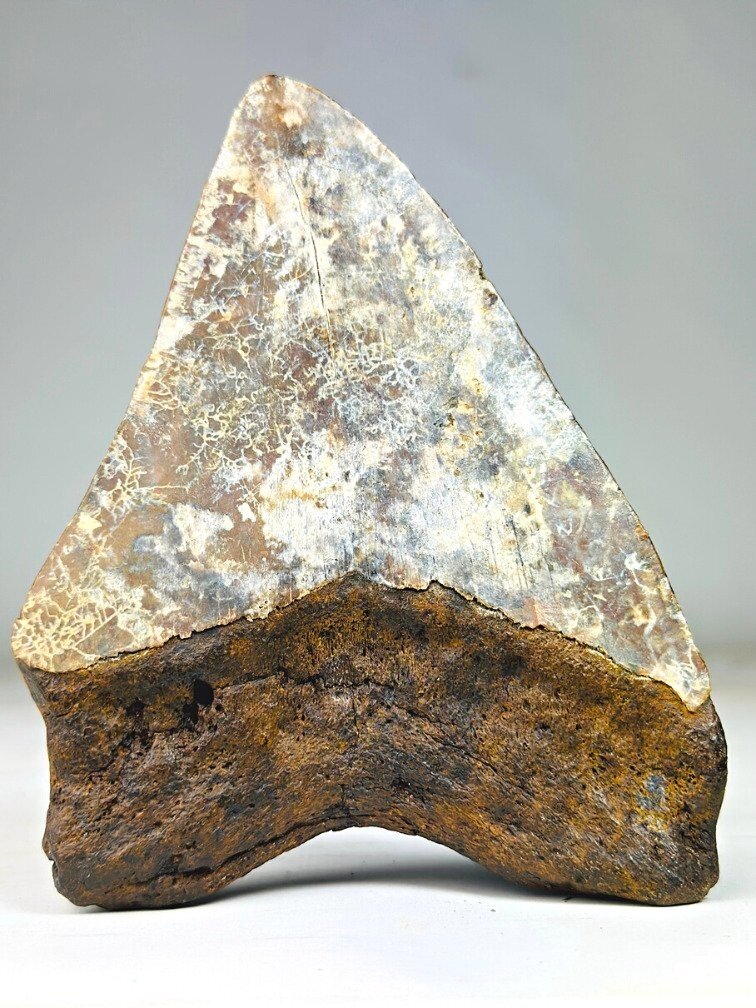 Megalodon Tand "Phosphorus Serpent" (Indonesië) - 13,6 cm