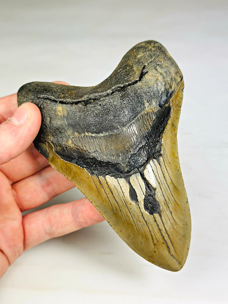 Dente di Megalodon 'The Piece' (USA) - 13,9 cm