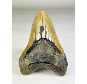 Dent de Megalodon "The Piece" (US) - 13,9 cm