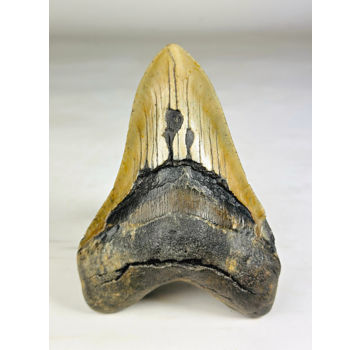 Megalodon-Zahn 'The Piece' (US) - 13,9 cm