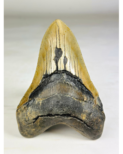 Dente di Megalodon 'The Piece' (USA) - 13,9 cm