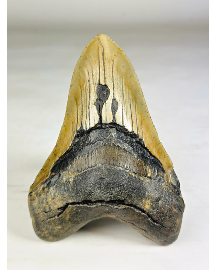 Megalodon tand 'The Piece' (US) - 13,9 cm
