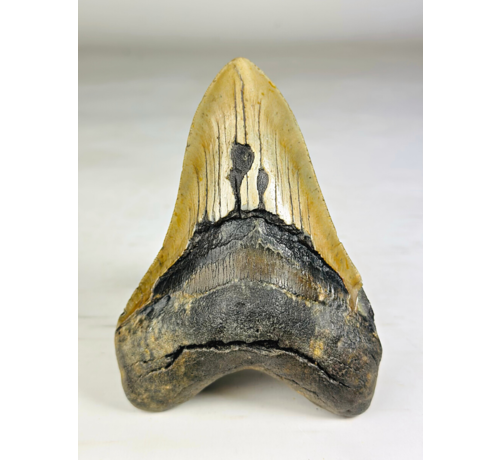 Dente di Megalodon 'The Piece' (USA) - 13,9 cm