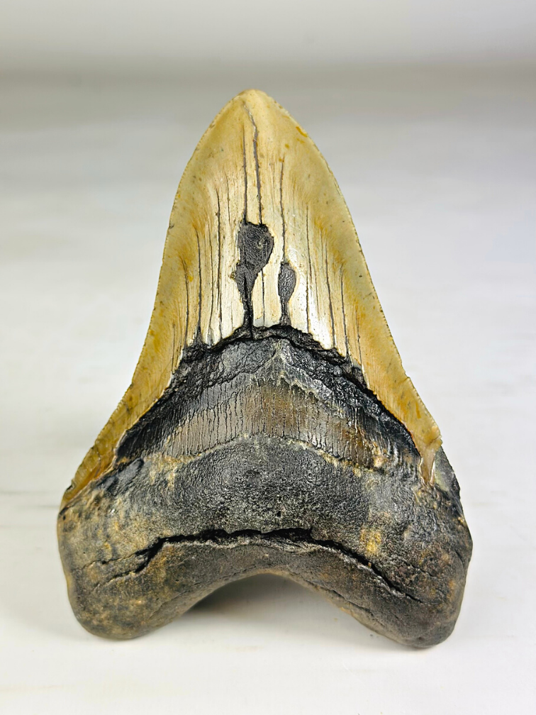 Dent de Megalodon "The Piece" (US) - 13,9 cm