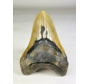 Dent de Megalodon "The Piece" (US) - 13,9 cm